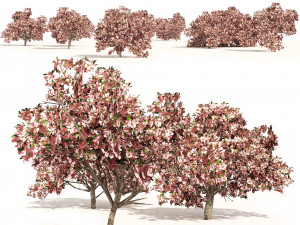 Pink Prunus Flowering Peach Trees 3D Model