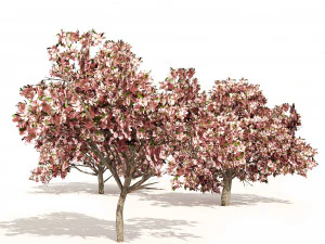 Pink Prunus Flowering Peach Trees 3D Model