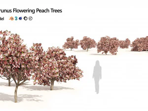 Pink Prunus Flowering Peach Trees 3D Model
