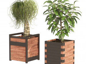 Rubber fig and ponytail palm planters 3D Model