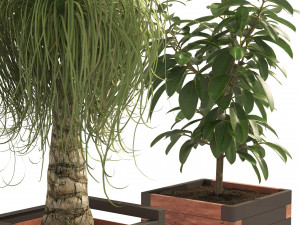 Rubber fig and ponytail palm planters 3D Model