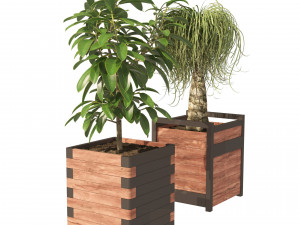 Rubber fig and ponytail palm planters 3D Model