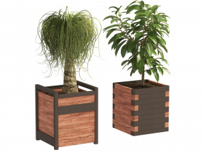 Rubber fig and ponytail palm planters 3D Model
