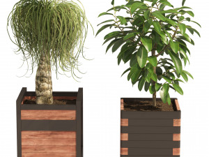 Rubber fig and ponytail palm planters 3D Model