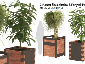 Rubber fig and ponytail palm planters 3D Model