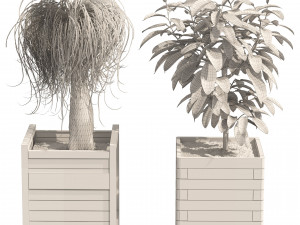 Rubber fig and ponytail palm planters 3D Model