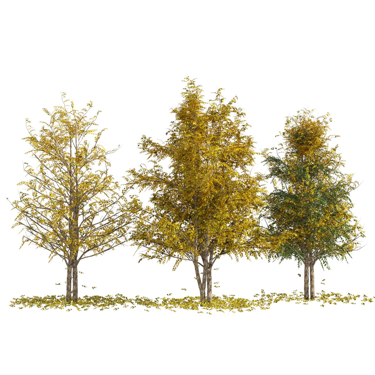 Fall Water birch Trees 3D Model .c4d .max .obj .3ds .fbx .stl .blend