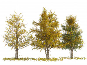 Fall Water birch Trees Modelo 3D