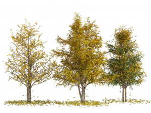 पतझड़ जल बर्च पेड़ 3D मॉडल