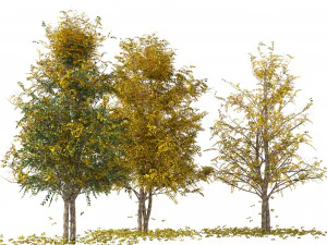 Fall Water birch Trees 3D Model