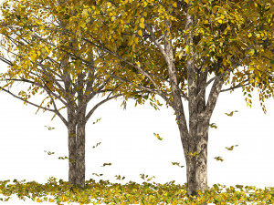 Fall Water birch Trees 3D Модель