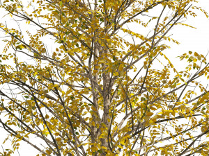 Fall Water birch Trees 3D Модель