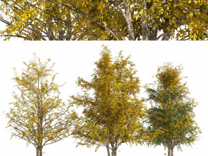 Fall Water birch Trees 3D Модель