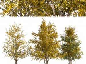 Fall Water birch Trees 3D Model