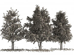 Fall Water birch Trees 3D Model