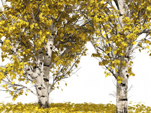 Fall Paper birch Trees Modelo 3D