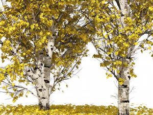 Fall Paper birch Trees 3D Model