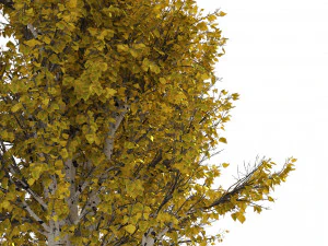 Fall Paper birch Trees 3D Model