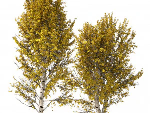 Fall Paper birch Trees 3D Model