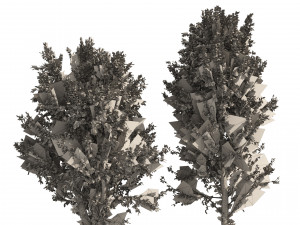 Fall Paper birch Trees Modelo 3D