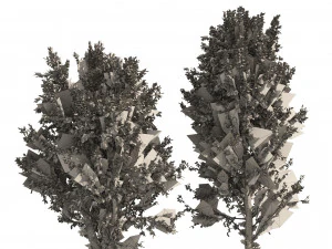 Fall Paper birch Trees 3D Model