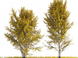 Fall Paper birch Trees 3D Model