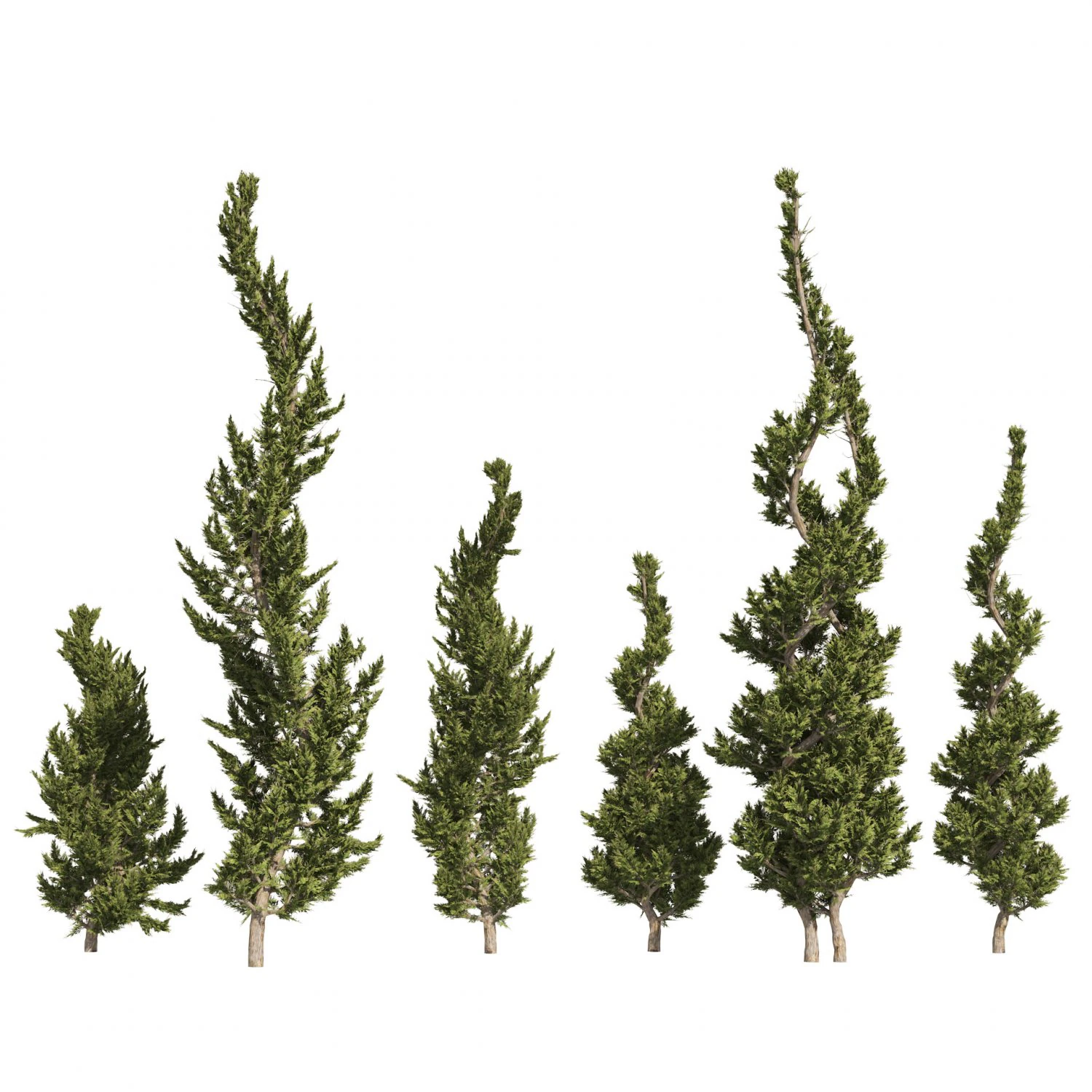 6 conifer topiary trees 3D Model .c4d .max .obj .3ds .fbx .stl .blend 