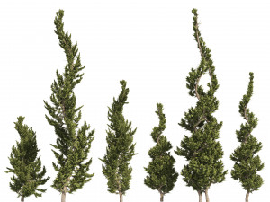 6 conifer topiary trees 3D Model