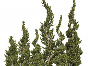 6 conifer topiary trees 3D Model