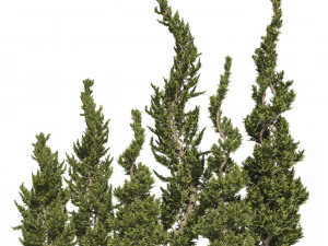 6 conifer topiary trees 3D Model