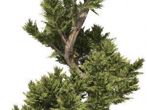 6 conifer topiary trees 3D Model