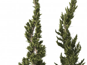 6 conifer topiary trees 3D Model
