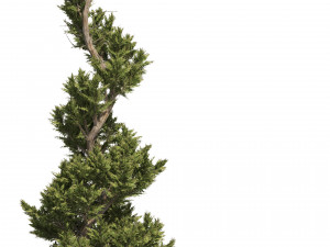 6 conifer topiary trees 3D Model