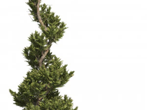 6 conifer topiary trees 3D Model