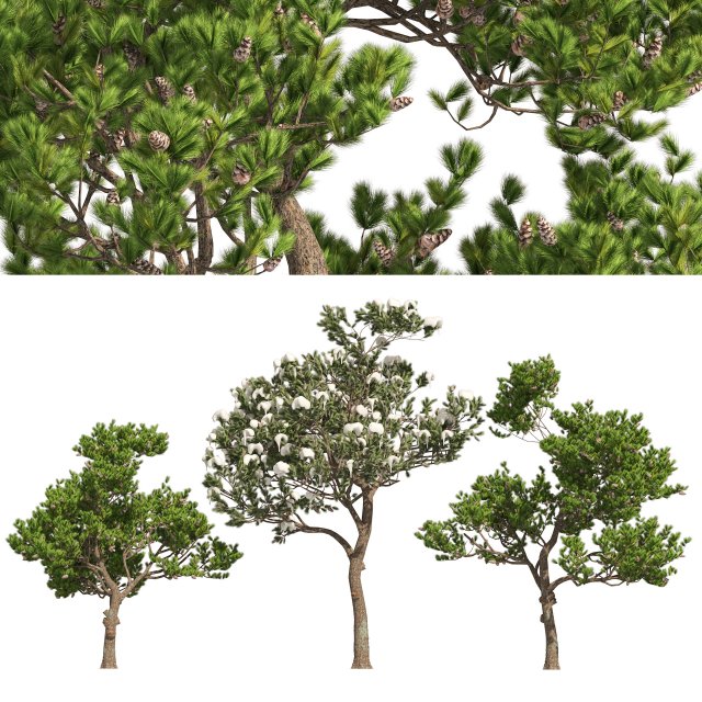 Winter and Summer Pinus Pinea Trees Modelo 3D .c4d .max .obj .3ds .fbx .stl .blend