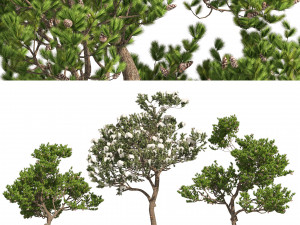 Winter and Summer Pinus Pinea Trees 3D Model