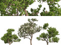 Winter and Summer Pinus Pinea Trees 3D मॉडल