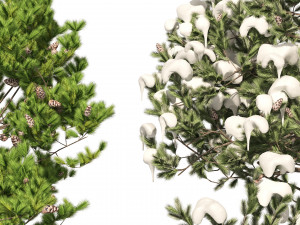 Winter and Summer Pinus Pinea Trees Modelo 3D
