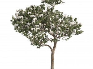 Winter and Summer Pinus Pinea Trees Modelo 3D