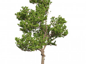 Winter and Summer Pinus Pinea Trees Modelo 3D