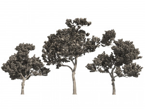 Winter and Summer Pinus Pinea Trees Modelo 3D