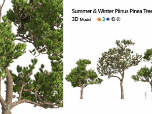 Winter and Summer Pinus Pinea Trees Modelo 3D