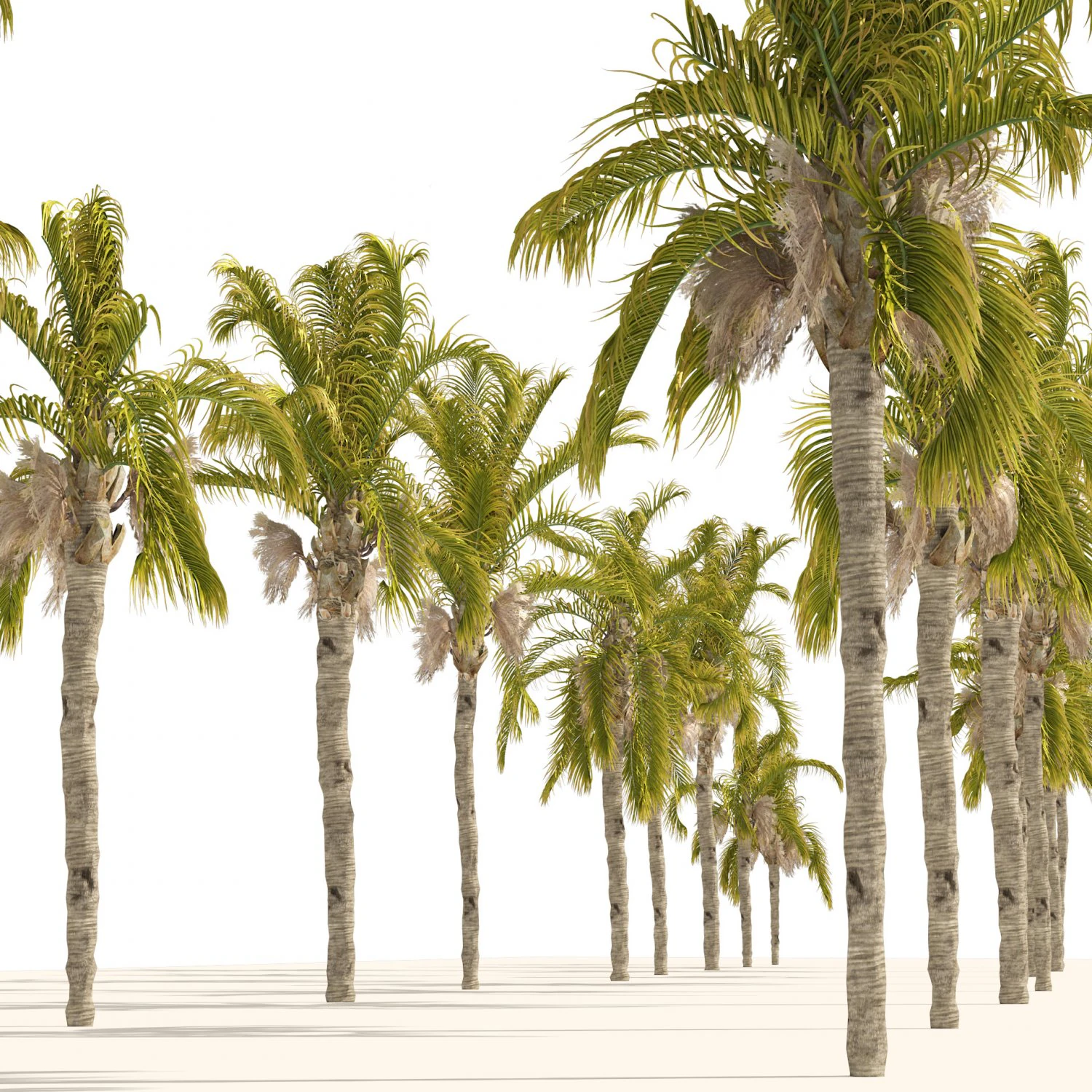 Cocos Palm Trees 3D Model .c4d .max .obj .3ds .fbx .stl .blend 
