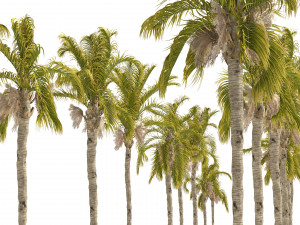 Cocos Palm Trees 3D Model