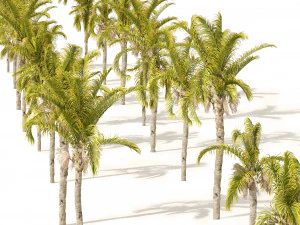 Cocos Palm Trees 3D Model