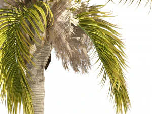 Cocos Palm Trees 3D Model