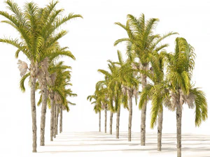 Cocos Palm Trees 3D Model