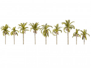Cocos Palm Trees Modelo 3D