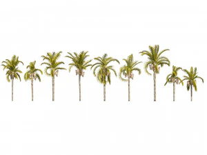 Cocos Palm Trees 3D Model