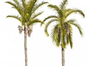 Cocos Palm Trees 3D Model